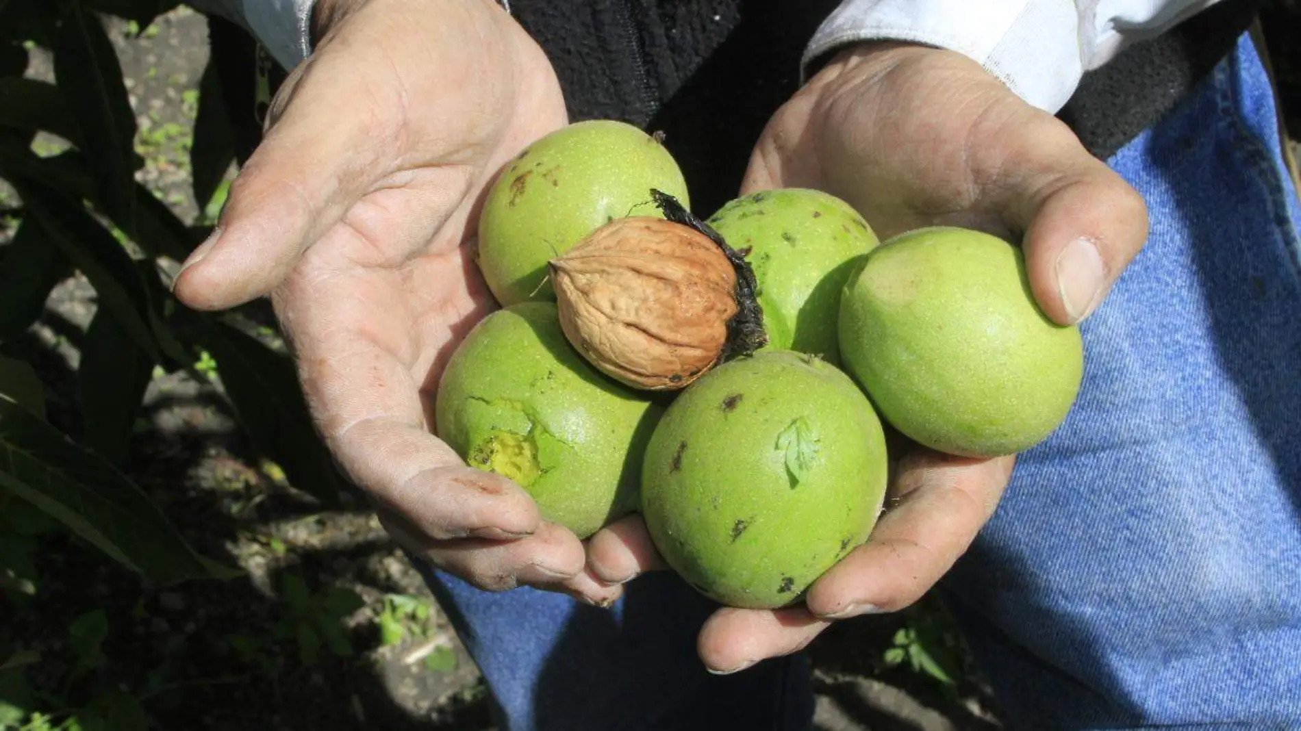 San Nicolás de los Ranchos, una zona también productora de nueces 